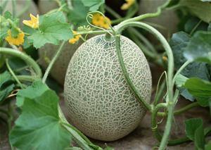 老头吃哈密瓜视频大全免费观看,老头吃哈密瓜视频大全，欢乐时光尽在此处  第3张